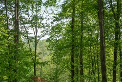property photo for Trails End Tract 18, 15.07 acres for sale in Rockcastle County, Kentucky