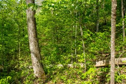 property photo for Trails End Tract 21, 13.18 acres for sale in Rockcastle County, Kentucky