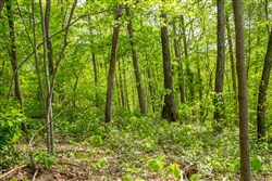 property photo for Trails End Tract 21, 13.18 acres for sale in Rockcastle County, Kentucky