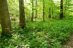property photo for Trails End Tract 22, 10.35 acres for sale in Rockcastle County, Kentucky