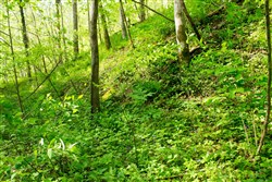 property photo for Trails End Tract 22, 10.35 acres for sale in Rockcastle County, Kentucky