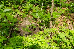 property photo for Trails End Tract 22, 10.35 acres for sale in Rockcastle County, Kentucky
