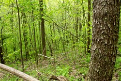 property photo for Trails End Tract 22, 10.35 acres for sale in Rockcastle County, Kentucky