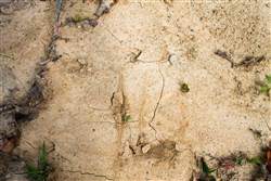 property photo for Buck Run Ridge Tract 16, 10.14 acres for sale in Wayne County, Kentucky