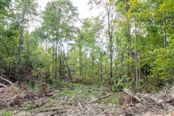 property photo for Buck Run Ridge Tract 16, 10.14 acres for sale in Wayne County, Kentucky