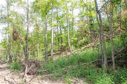 property photo for Buck Run Ridge Tract 16, 10.14 acres for sale in Wayne County, Kentucky