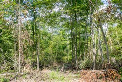 property photo for Buck Run Ridge Tract 17, 10.14 acres for sale in Wayne County, Kentucky