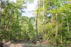 property photo for Buck Run Ridge Tract 17, 10.14 acres for sale in Wayne County, Kentucky