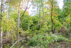 property photo for Buck Run Ridge Tract 17, 10.14 acres for sale in Wayne County, Kentucky