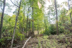 property photo for Buck Run Ridge Tract 17, 10.14 acres for sale in Wayne County, Kentucky