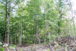 property photo for Buck Run Ridge Tract 23, 8.76 acres for sale in Wayne County, Kentucky