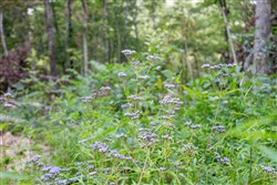 property photo for Buck Run Ridge Tract 23, 8.76 acres for sale in Wayne County, Kentucky