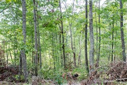 property photo for Buck Run Ridge Tract 23, 8.76 acres for sale in Wayne County, Kentucky