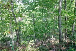 property photo for Buck Run Ridge Tract 3, 10.4 acres for sale in Wayne County, Kentucky