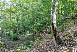 property photo for Buck Run Ridge Tract 3, 10.4 acres for sale in Wayne County, Kentucky