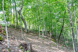 property photo for Buck Run Ridge Tract 3, 10.4 acres for sale in Wayne County, Kentucky