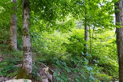 property photo for Poppys Point Tract 5, 6.25 acres for sale in Wayne County, Kentucky
