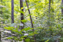 property photo for Poppys Point Tract 5, 6.25 acres for sale in Wayne County, Kentucky