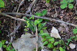 property photo for Poppys Point Tract 5, 6.25 acres for sale in Wayne County, Kentucky