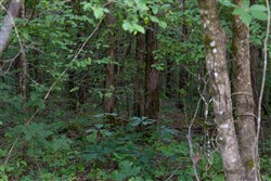 property photo for Poppys Point Tract 9, 2.04 acres for sale in Wayne County, Kentucky