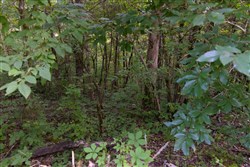 property photo for Poppys Point Tract 9, 2.04 acres for sale in Wayne County, Kentucky