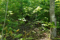 property photo for Riverbend Tract 12, 5.15 acres for sale in Wayne County, Kentucky
