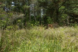 property photo for Riverbend Tract 29, 3.03 acres for sale in Wayne County, Kentucky