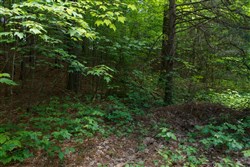 property photo for Riverbend Tract 3, 10.05 acres for sale in Wayne County, Kentucky
