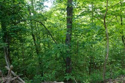 property photo for Riverbend Tract 3, 10.05 acres for sale in Wayne County, Kentucky