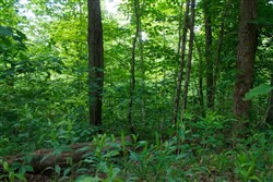 property photo for Riverbend Tract 3, 10.05 acres for sale in Wayne County, Kentucky