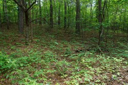 property photo for Riverbend Tract 3, 10.05 acres for sale in Wayne County, Kentucky