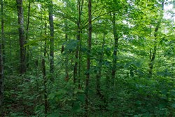 property photo for Riverbend Tract 3, 10.05 acres for sale in Wayne County, Kentucky