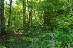 property photo for Riverbend Tract 30, 3.29 acres for sale in Wayne County, Kentucky