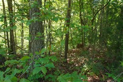property photo for Riverbend Tract 30, 3.29 acres for sale in Wayne County, Kentucky