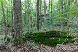 property photo for Rolling Hills Tract 11, 6.19 acres for sale in Wayne County, Kentucky