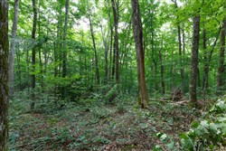 property photo for Rolling Hills Tract 11, 6.19 acres for sale in Wayne County, Kentucky