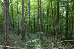 property photo for Rolling Hills Tract 11, 6.19 acres for sale in Wayne County, Kentucky