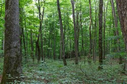 property photo for Rolling Hills Tract 11, 6.19 acres for sale in Wayne County, Kentucky