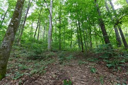 property photo for Rolling Hills Tract 12, 5.12 acres for sale in Wayne County, Kentucky