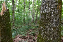 property photo for Rolling Hills Tract 12, 5.12 acres for sale in Wayne County, Kentucky