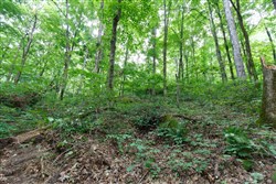 property photo for Rolling Hills Tract 12, 5.12 acres for sale in Wayne County, Kentucky