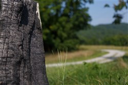 property photo for Rolling Hills Tract 18, 4.53 acres for sale in Wayne County, Kentucky