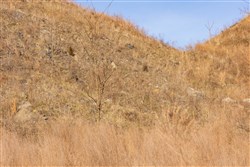 property photo for Jade Pass Tract 10, 5.95 acres for sale in Whitley County, Kentucky