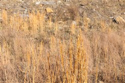 property photo for Jade Pass Tract 13, 6.46 acres for sale in Whitley County, Kentucky