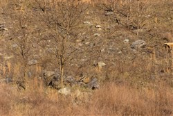 property photo for Jade Pass Tract 14, 6.16 acres for sale in Whitley County, Kentucky