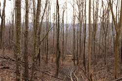 property photo for Jade Pass Tract 20, 18.8 acres for sale in Whitley County, Kentucky