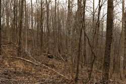 property photo for Jade Pass Tract 20, 18.8 acres for sale in Whitley County, Kentucky