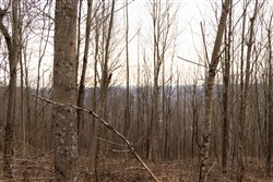 property photo for Jade Pass Tract 20, 18.8 acres for sale in Whitley County, Kentucky