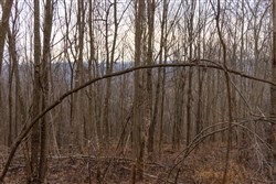 property photo for Jade Pass Tract 20, 18.8 acres for sale in Whitley County, Kentucky