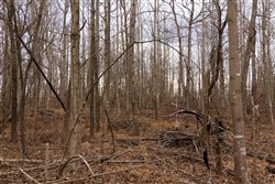 property photo for Jade Pass Tract 21, 23.09 acres for sale in Whitley County, Kentucky